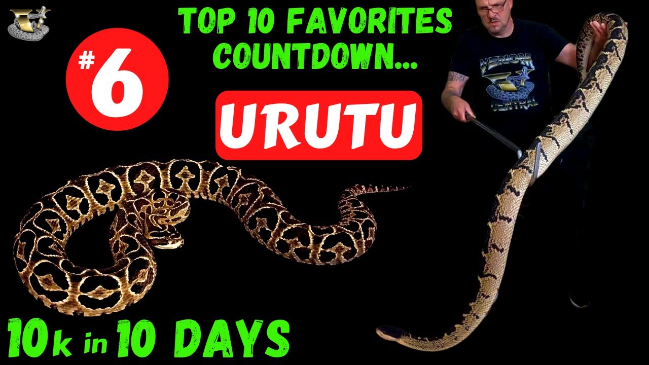 The Urutu: A Rare and Deadly Snake