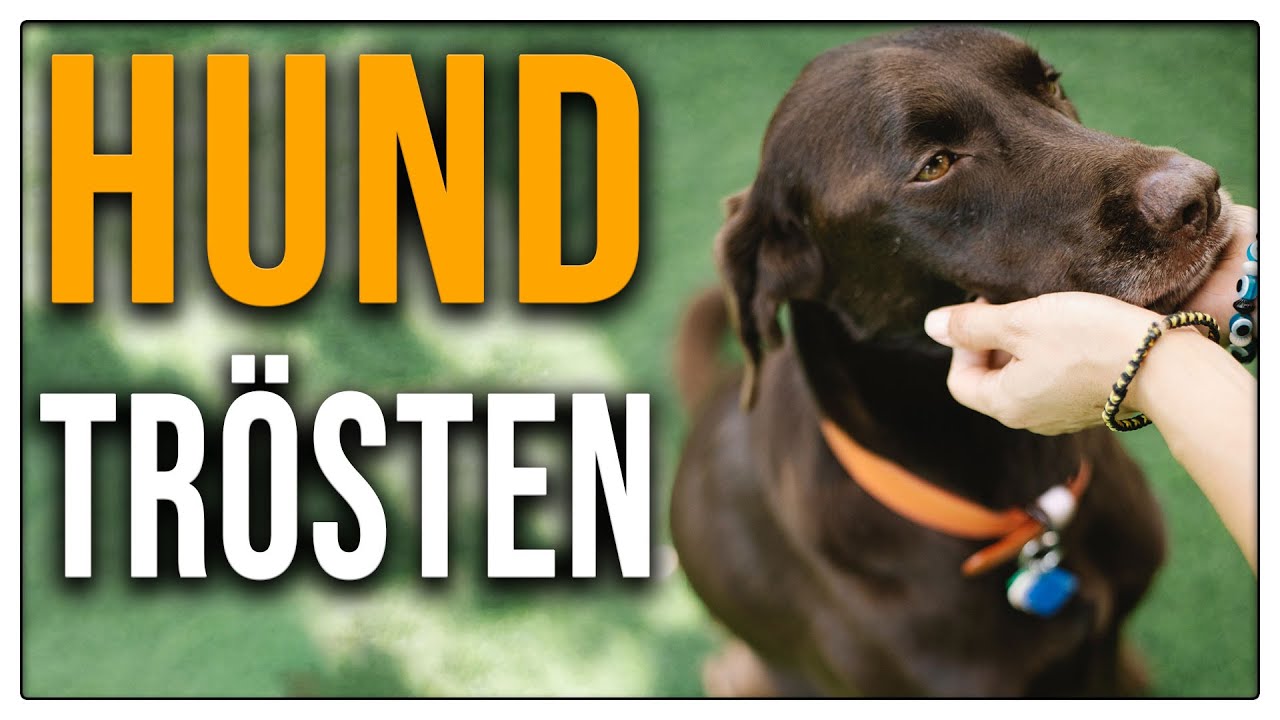 Niemals den Hund trösten? - Sicherheit richtig vermitteln