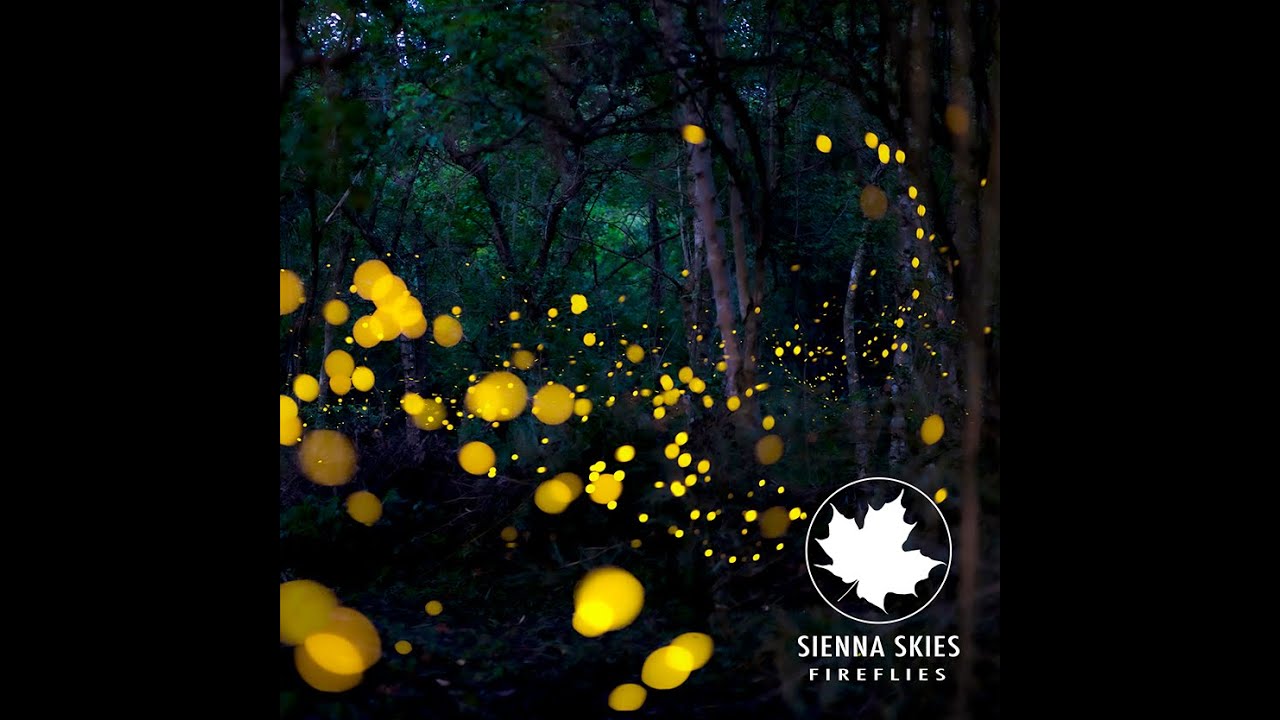 Fireflies-Owl City Cover-Sienna Skies