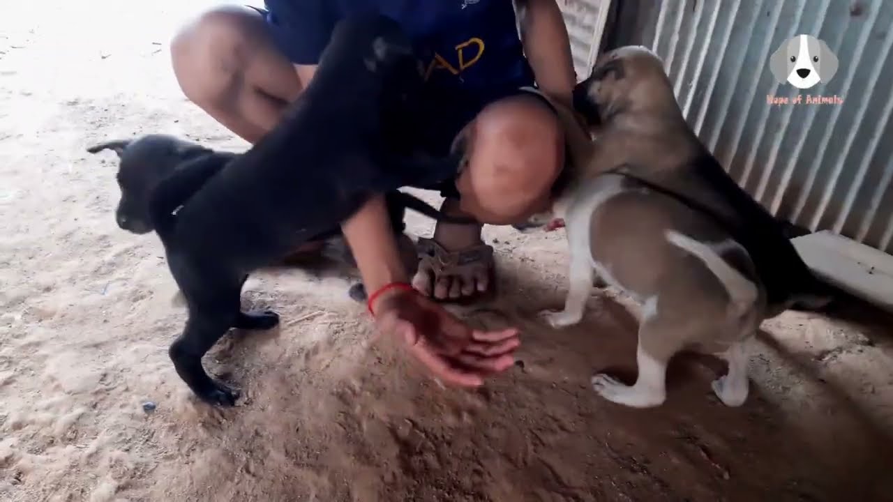 Feeding family dogs and puppies P165