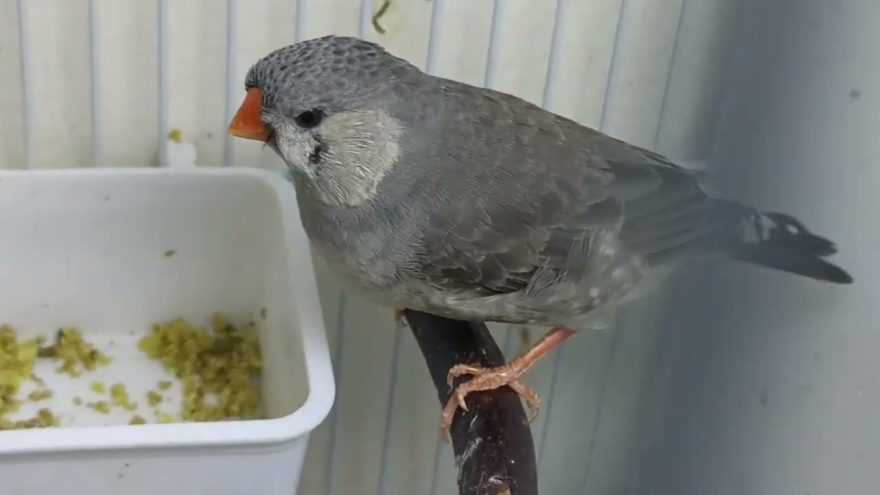 Setup updates zebra finch English full orange charcoal birds | bird breeding setup 