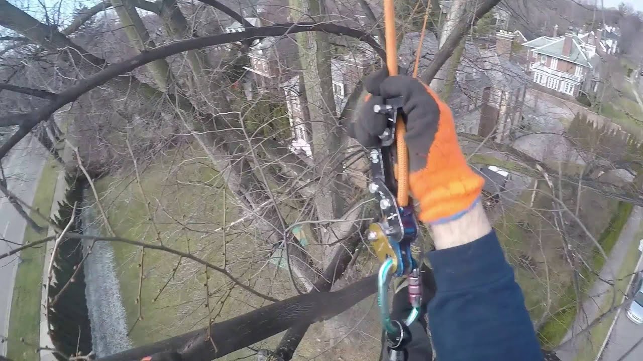 Rope Running an American Elm in Grosse Pointe