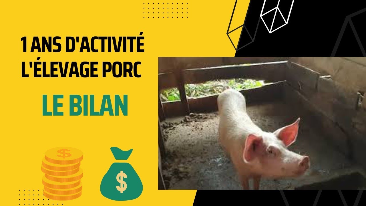 Élevage de porc : 1 an d'activité, le BILAN