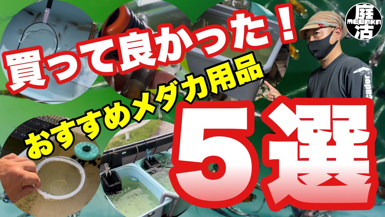 （メダカ）2025年度版 おすすめメダカ用品5選