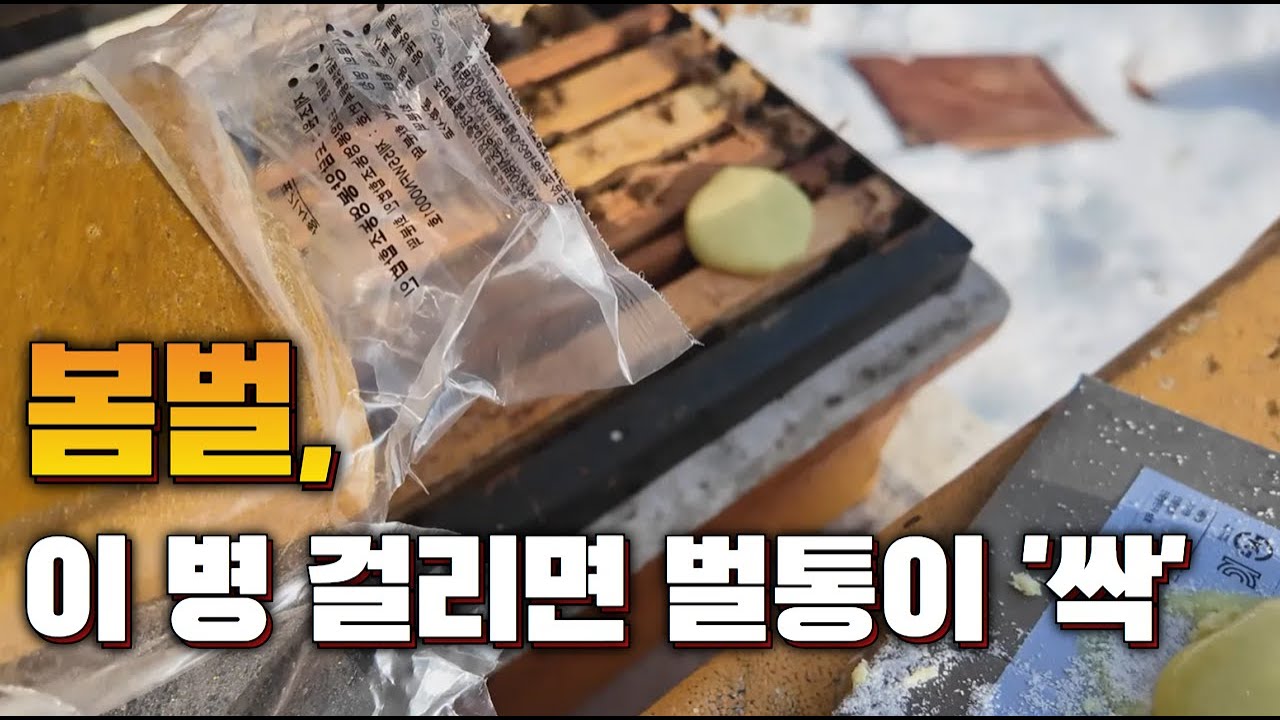 부저병 예방! 타이밍을 놓치면 벌통이 위험하다!