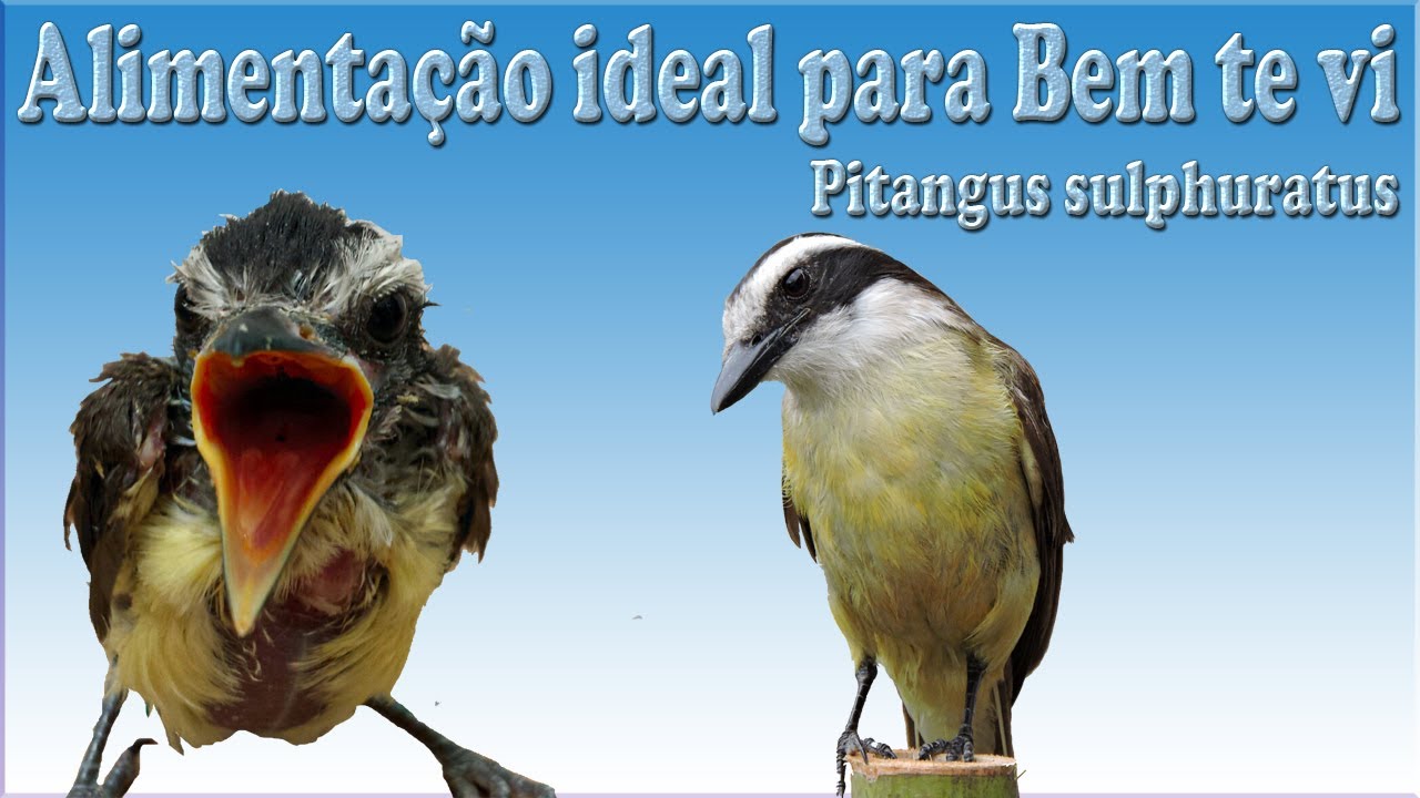 Alimentação correta para Bem te vi filhote e adulto para ter saúde perfeita !!!