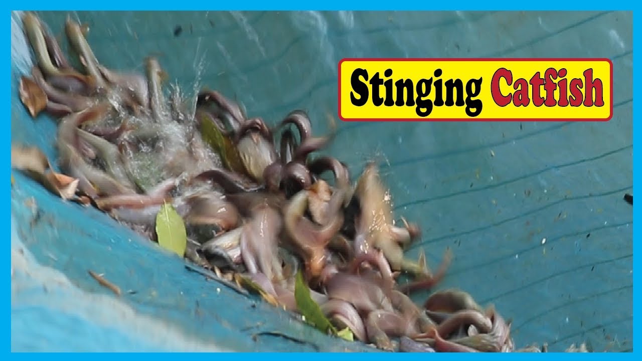 Biggest Stinging Catfish Farm in a Long FishPond of My Village | Fish Corn