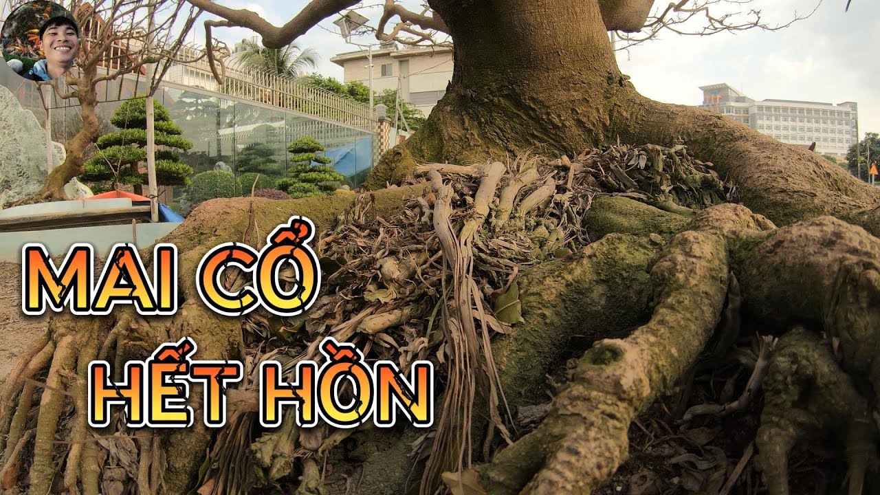 TẾT SÀI GÒN 2026 | Những gốc mai cổ tuyệt đẹp tại các nhà vườn