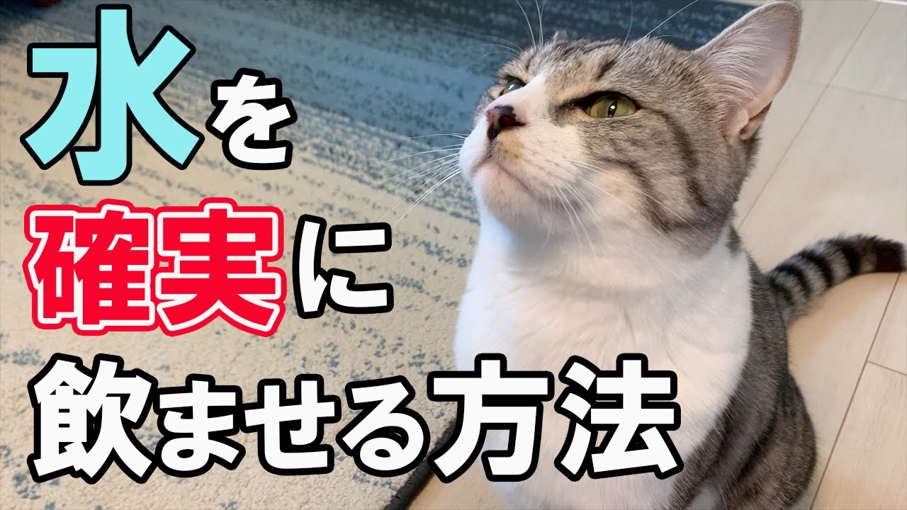 猫の水は命に関わる⁉水を飲む重要性