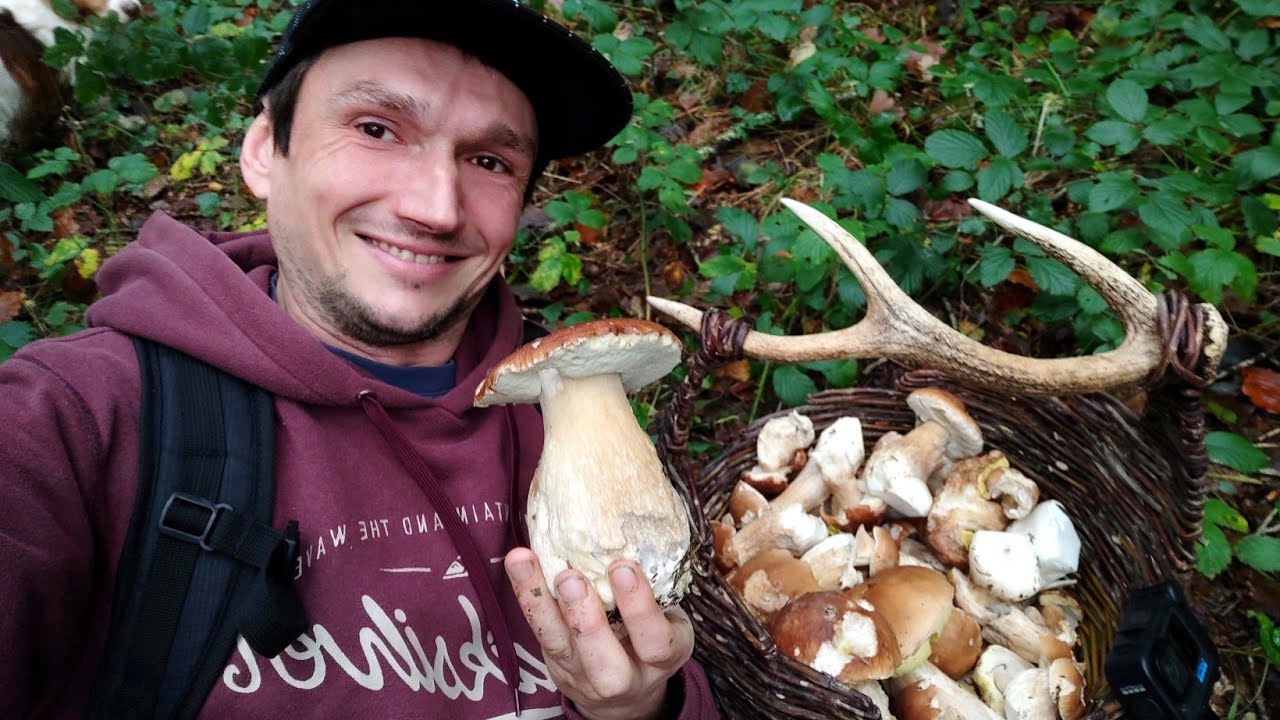 Na grzyby #145 Kosz cudownych Prawdziwków! Borowiki szlachetne.
