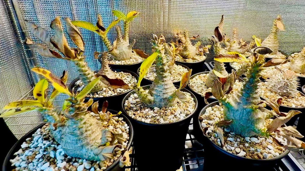 パキポディウム ウィンゾリーを部屋にしまう