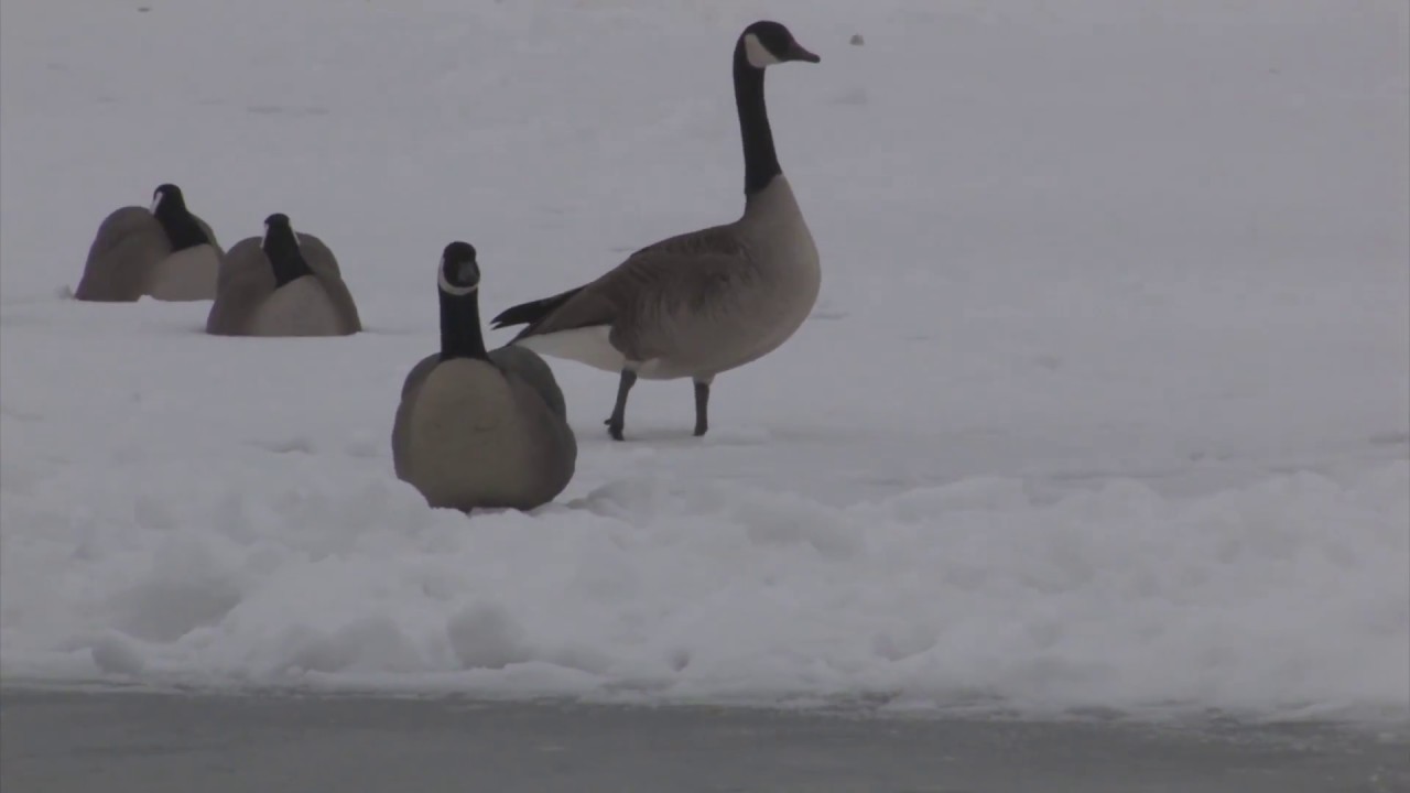 Waterfowl Hunting - MOST EPIC & UNIQUE GOOSE HUNT on Youtube!