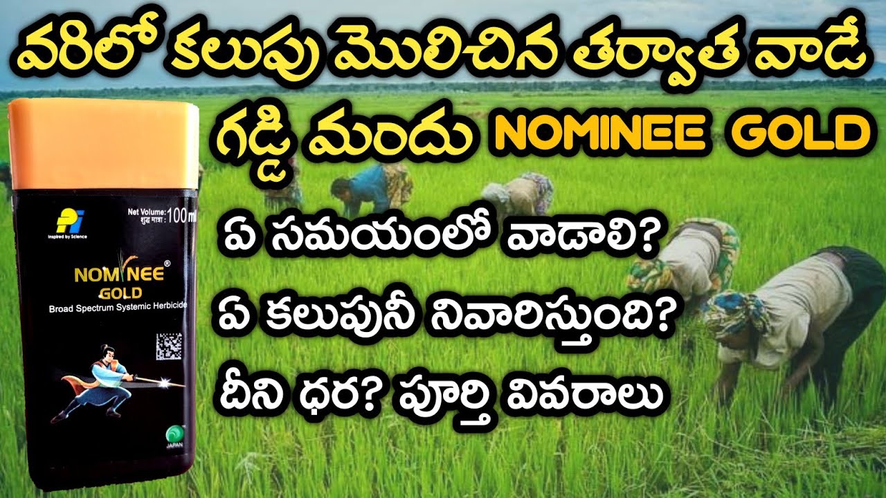 వెదజల్లే పద్ధతిలో,drum seederలో,నాటు వేసే పద్ధతిలో వాడే కలుపు మందు| Nominee gold | Nominee gold uses