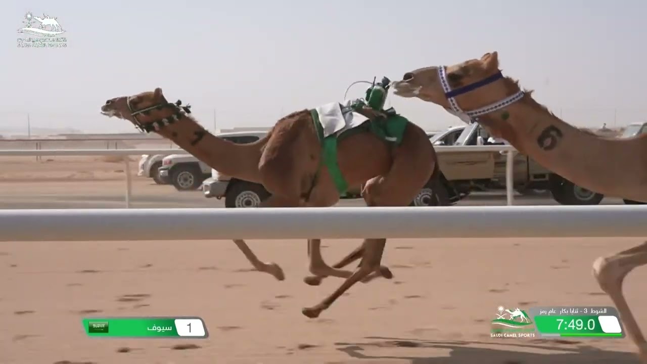 الشوط 3 ثنايا بكار عام رمز مساء يوم الأربعاء 4-10-2023 من #كأس_الاتحاد_السعودي_للهجن