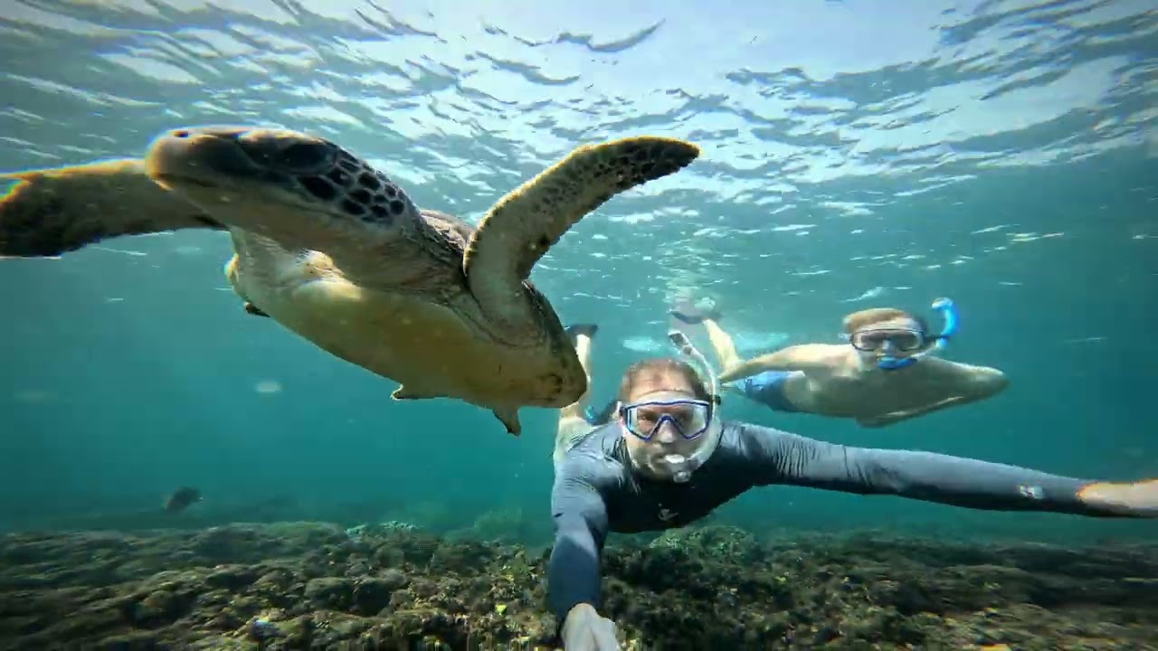 Oman 2026 (Turtles)