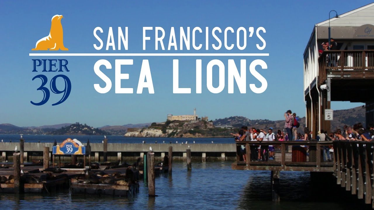 The sea lions of San Francisco - MINI DOCUMENTARY