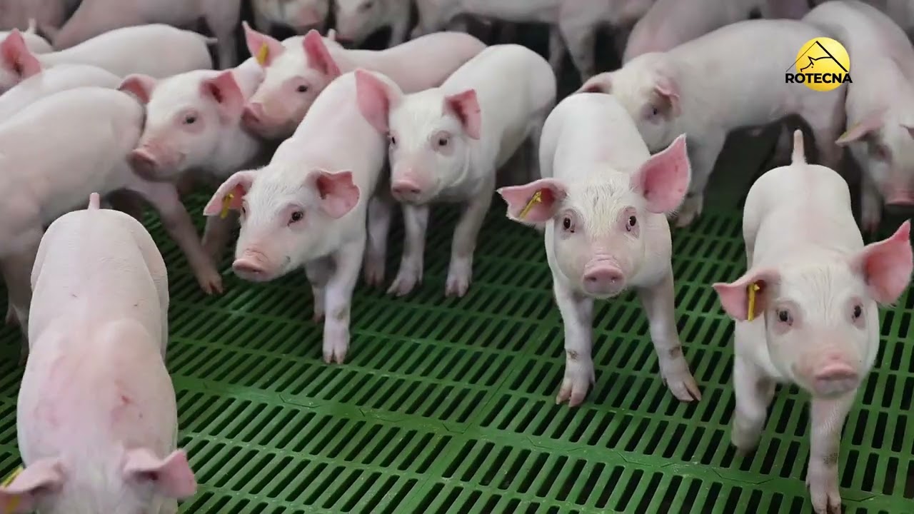 Sistema de alimentación multifase para granjas de cerdos. Evofeed.