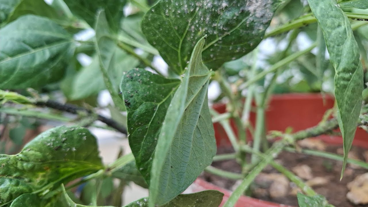 एक सप्ताह बाद हमारे गार्डन का हाल #Gardening #terrace garden #plants #you tube video #vee's garden 
