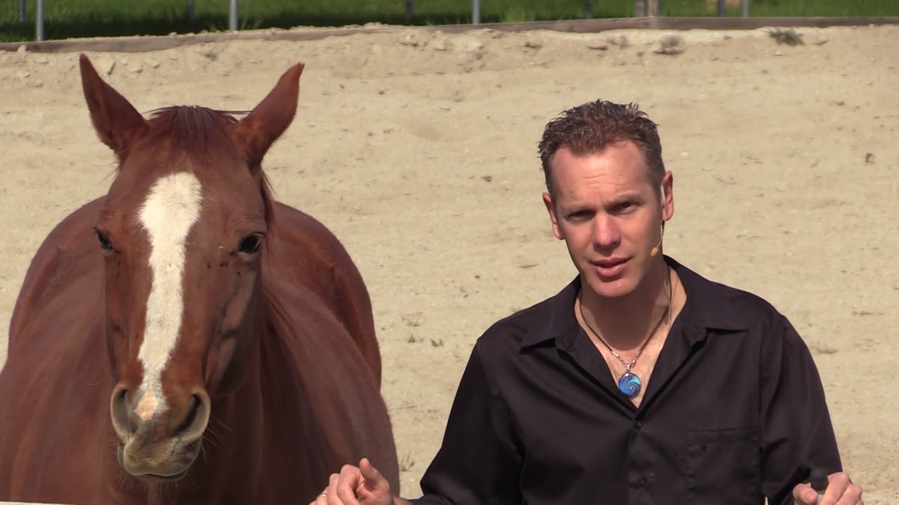 5 Steps To Mastering Liberty with Horses #horse #DonJessop