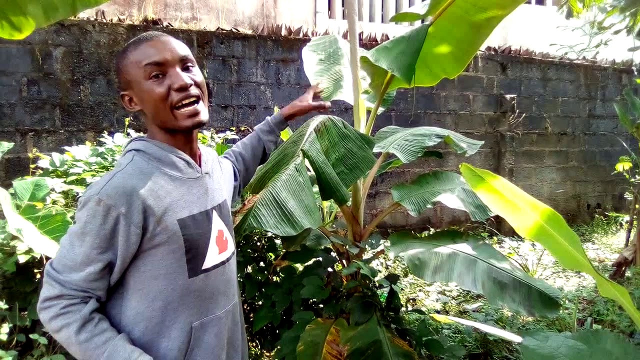 Nigerian Farm Tour - Banana and Plantain Plantation Part 2