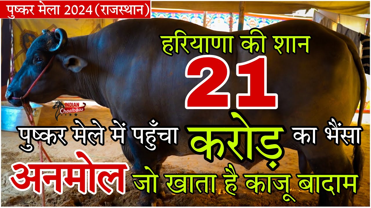 Anmol, a buffalo worth 21 crore rupees, reached Pushkar fair which eats cashew nuts and almonds #...
