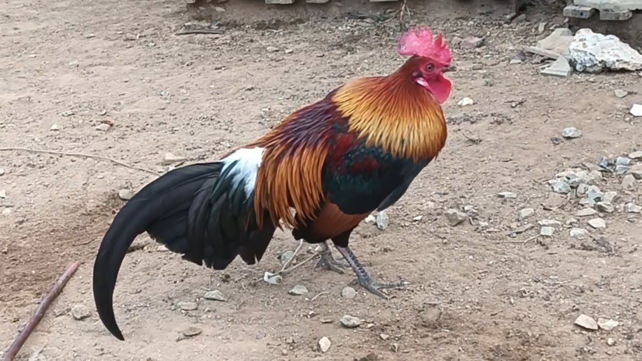 Saib Qaib Dib ua Ke 19/1/2026