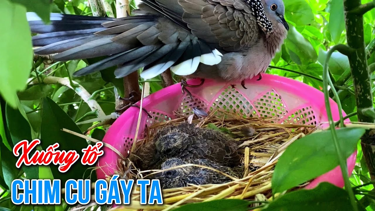 Xuống tổ chim Cu G&aacute;y ta gh&eacute;p sinh sản avi nu&ocirc;i bộ gi&uacute;p chim nhanh thuần