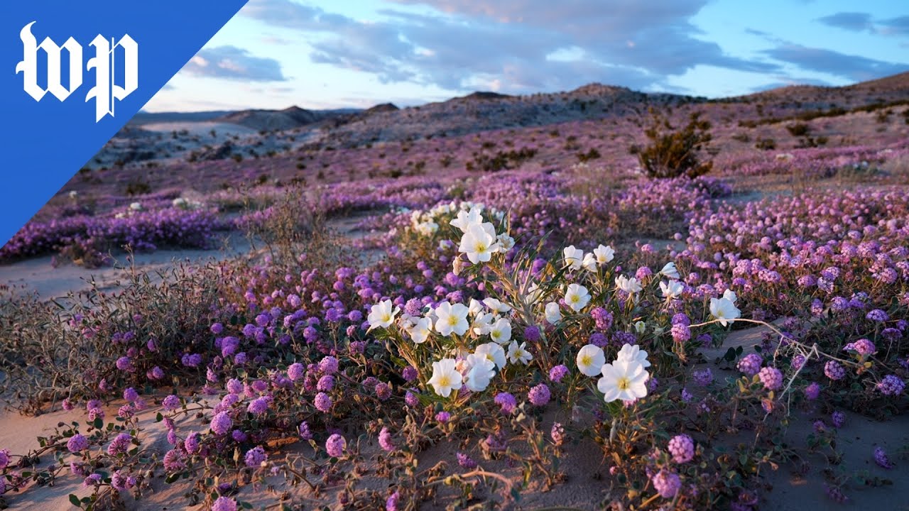 A botanist explains how life blooms in Death Valley