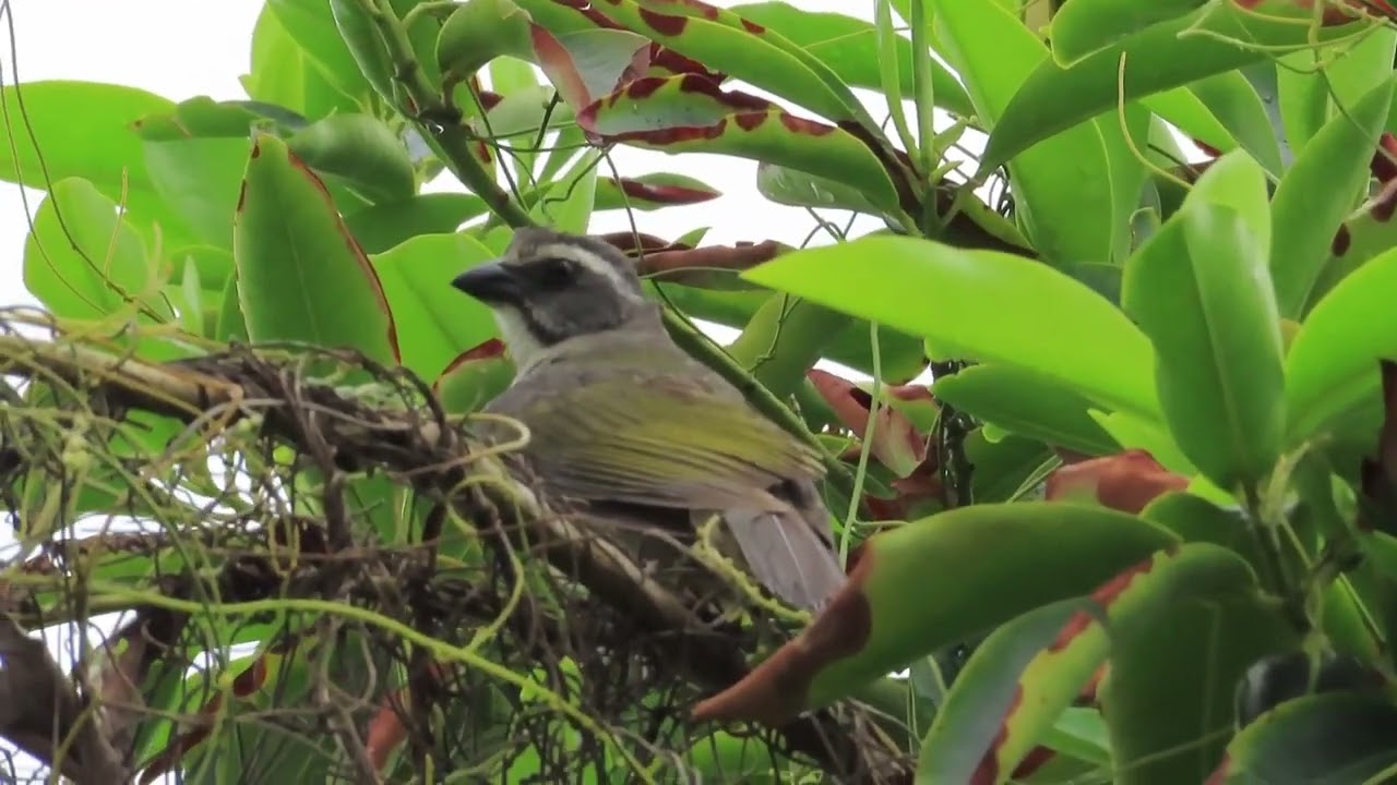 Canto do trinca-ferro (Saltator similis)