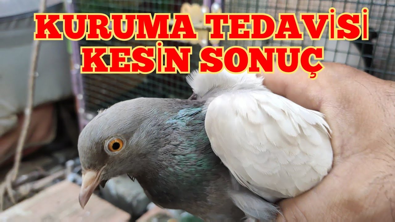 KURUMAYA GİREN GÜVERCİNLERİMİ NASIL İYİLEŞTİRDİM