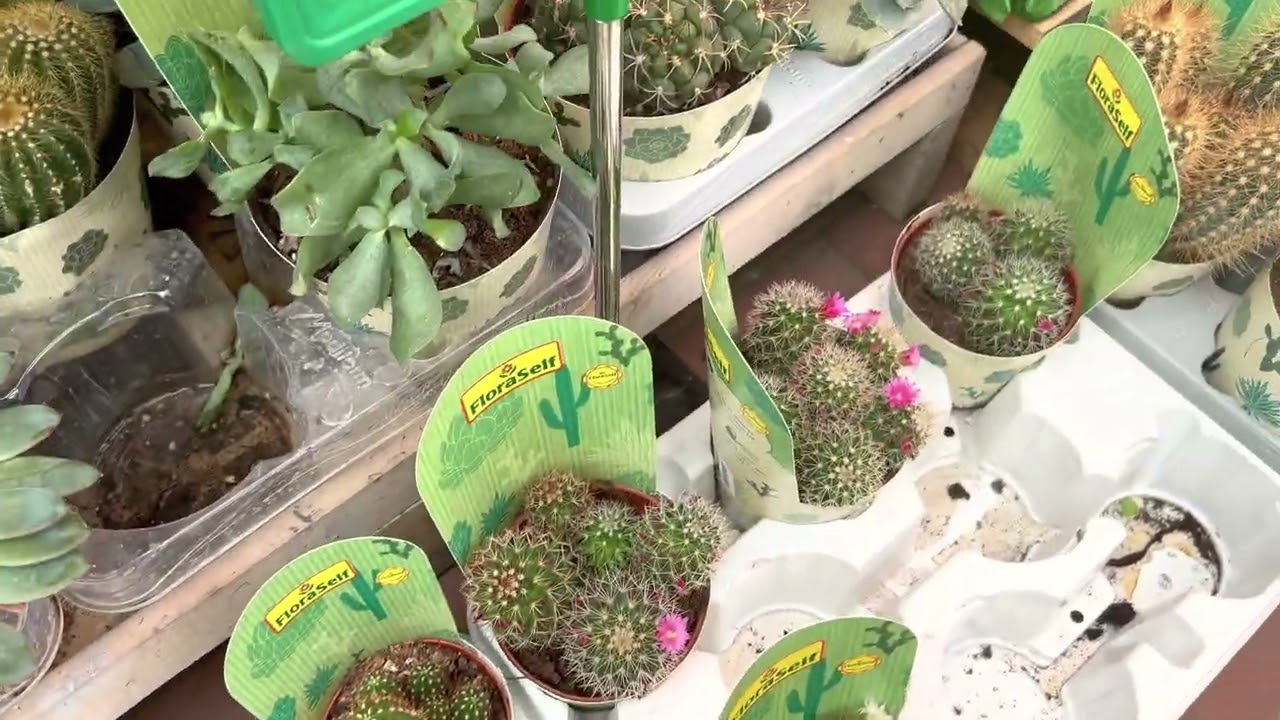 Blumen,Çiçek Serası neler var neler 🌸🌸🌸