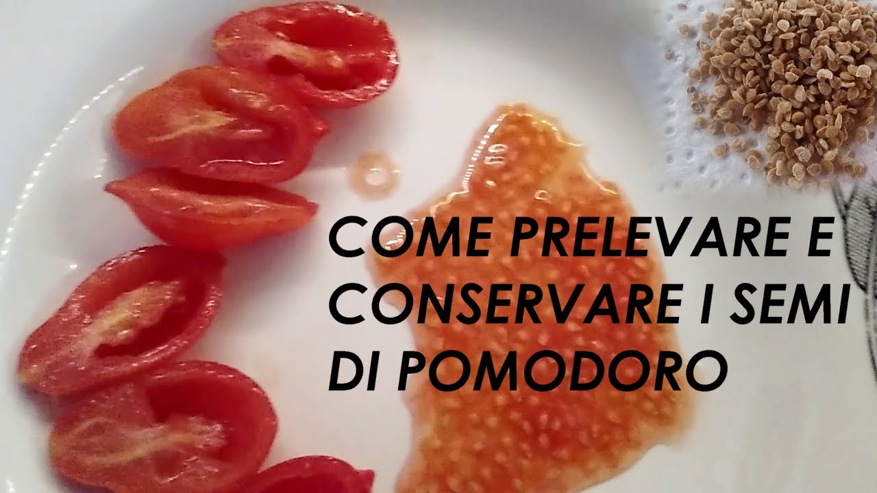 COME PRELEVARE E CONSERVARE I SEMI DEL POMODORO