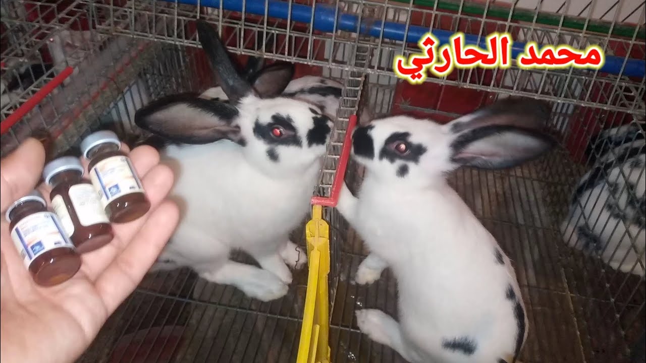 معلومات على تحصين التسمم الدموي الفيروسي اهم هوا تجارب