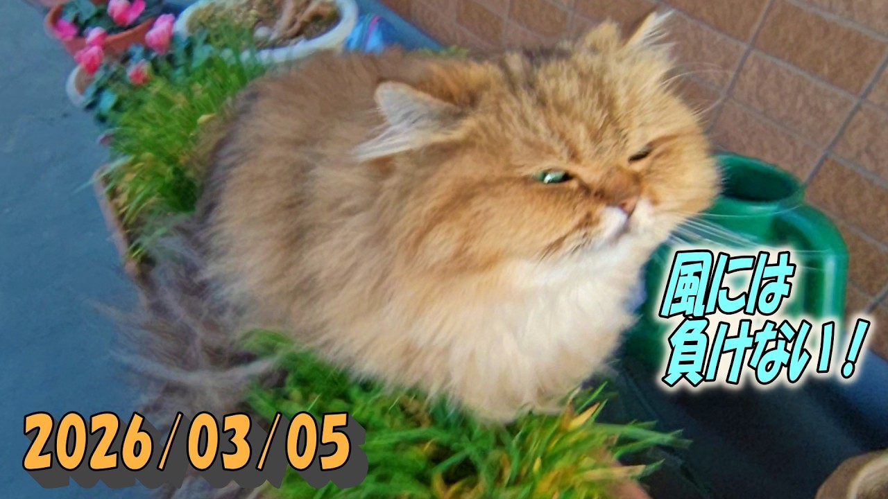 嫌いな風が吹いてても頑張って草を食べるひとみ　Persian cat Hitomi's relaxing days　2026/03/05