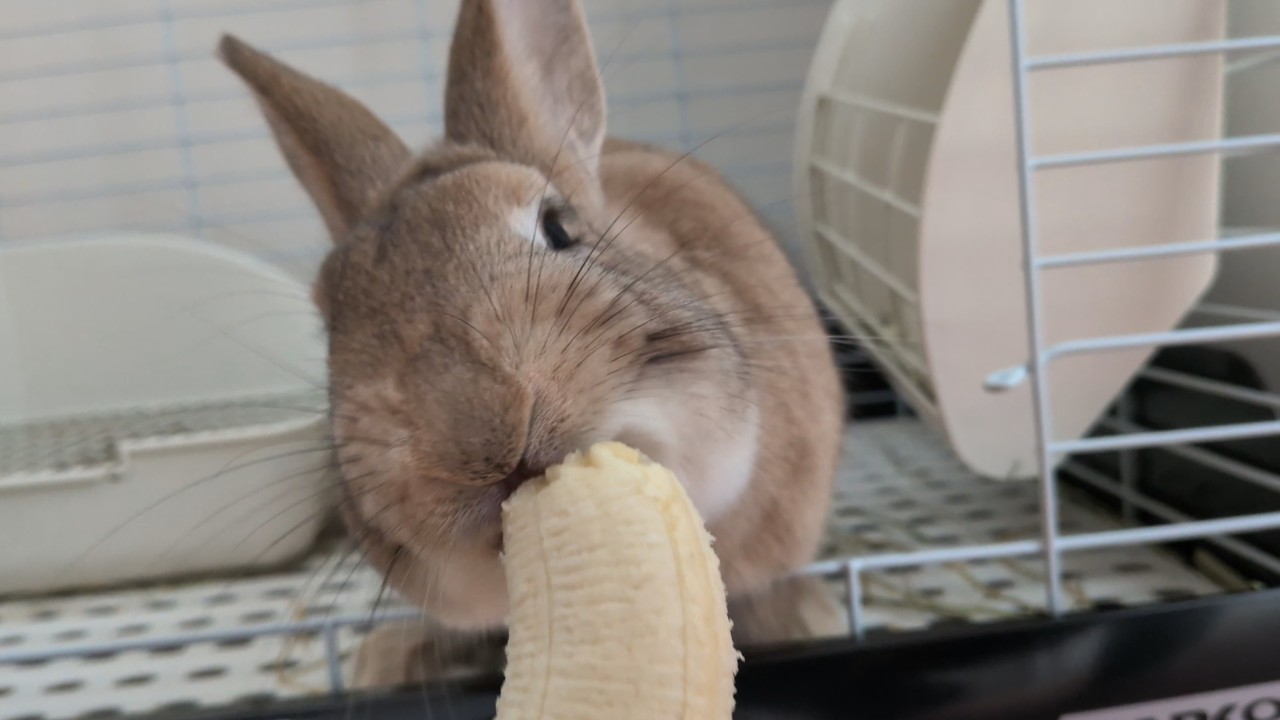 脱走をくわだてるうさぎのるるちゃんにばななをあげる同居人 #癒し #うさぎ #うさぎのいる暮らし #rabbit #rabbitlife #ばなな #もぐもぐタイム