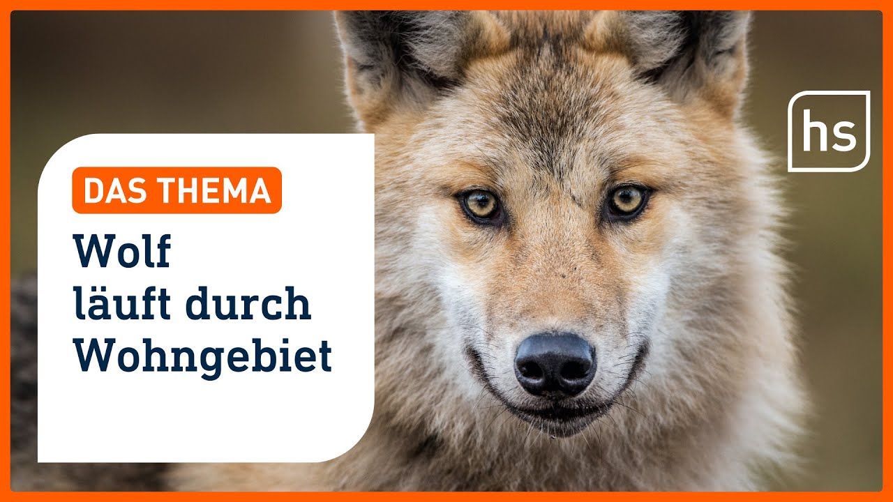 Die Top 5 der absurdesten Tierbegegnungen Hessens I hessenschau DAS THEMA