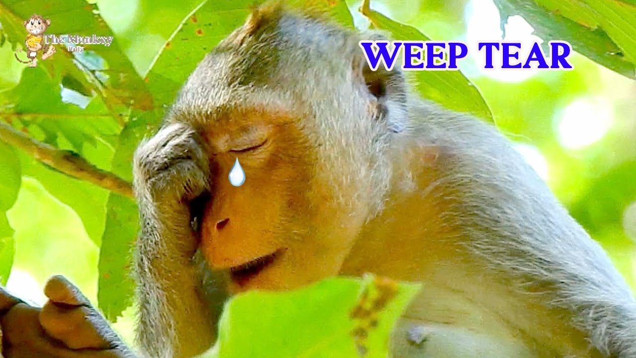 OMG...Don't worry Angel, Pity poor Angel weep tear miss poor Ale too much, Ale very hurt in heart