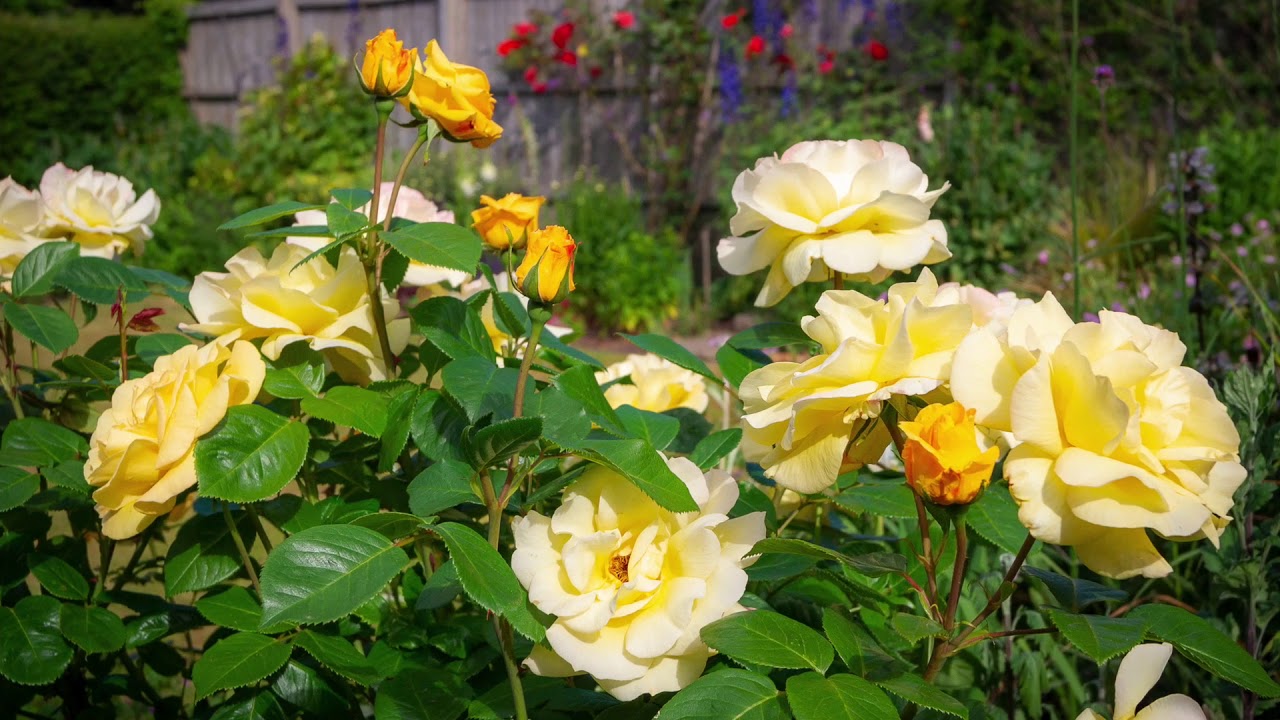 5 year Celebration - Goodrich Virtual Open Gardens 2020