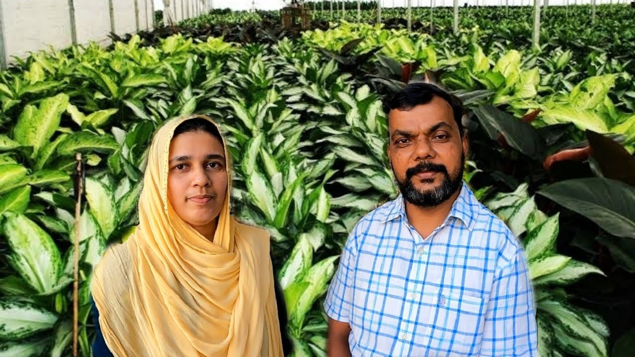 ആഗ്ലോണിമ ചെടികൾ മാത്രം വില്പനയുള്ള കേരളത്തിലെ നഴ്സറി.Nursery in Kerala selling only Aglonima plants