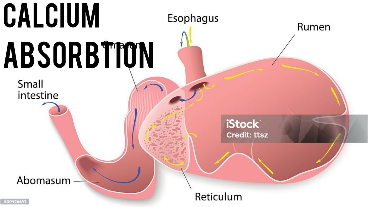 how calcium absorb  in ruminants