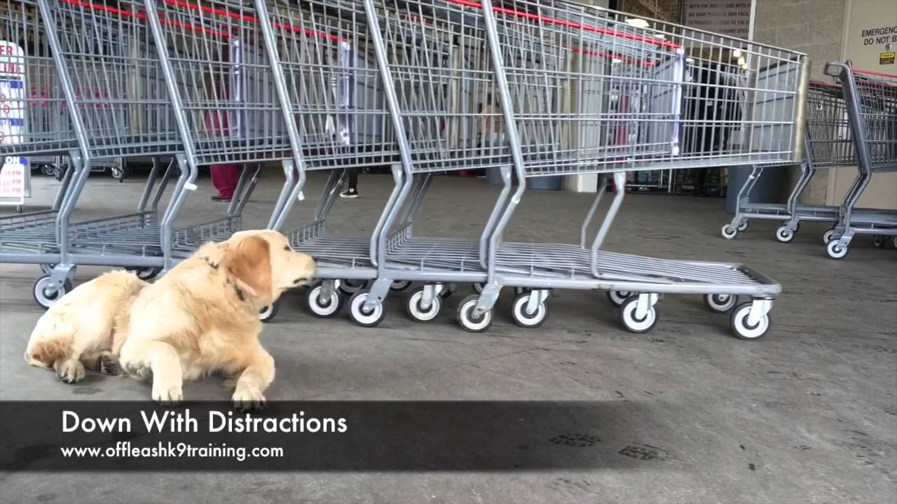 5-Month Old Golden Retriever, Alphie! Therapy Dog Certification Training in Virginia