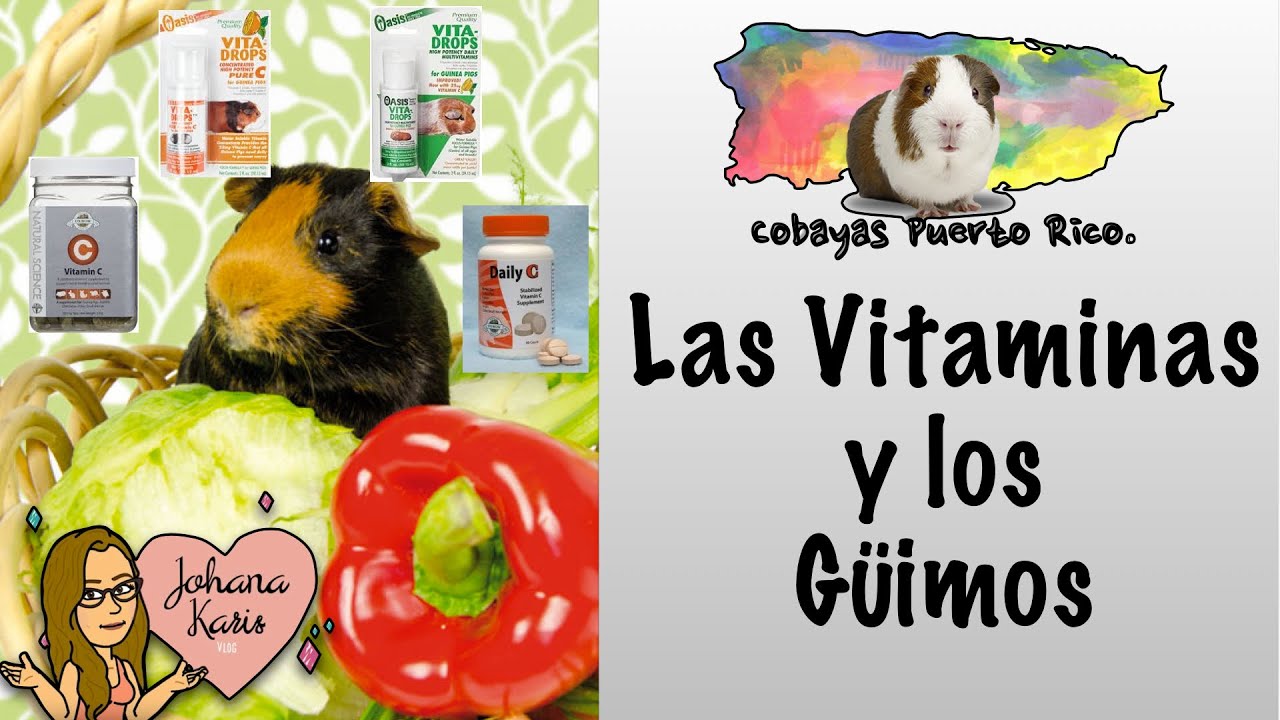 Las vitaminas y los güimos (guimo, cobaya, cuyo)