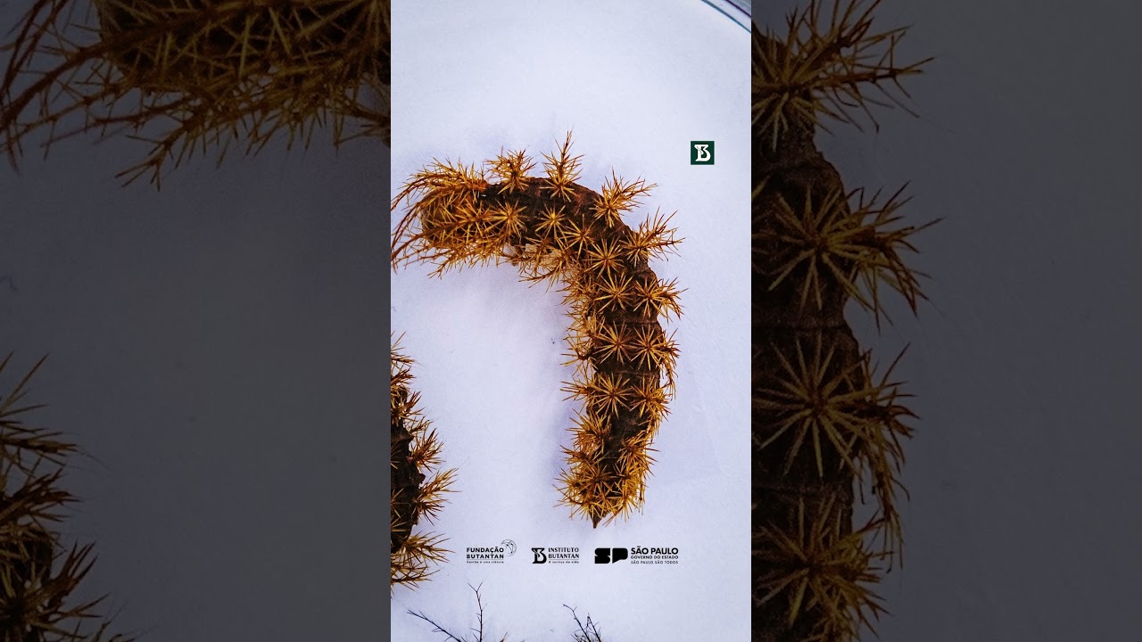 A Metamorfose das lonomias