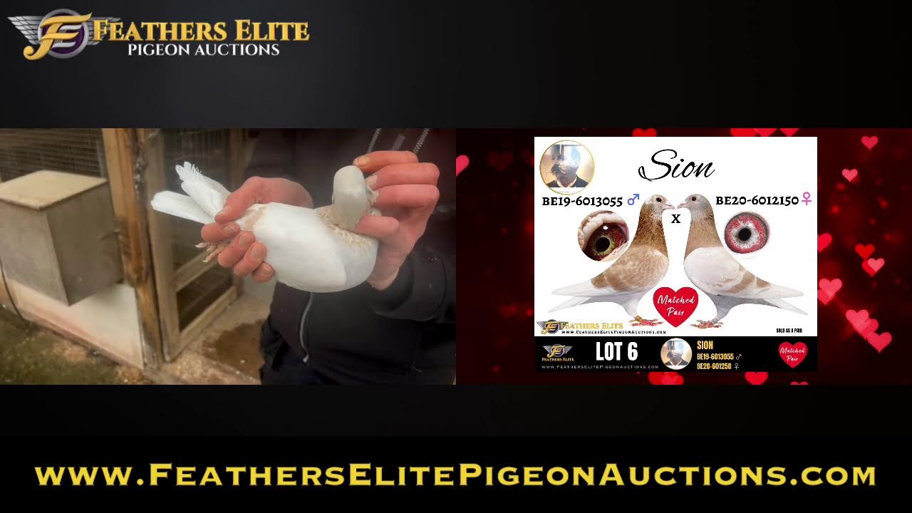 🔴FEPA LIVE DESCHEEMAECKER PIGEON CENTRE