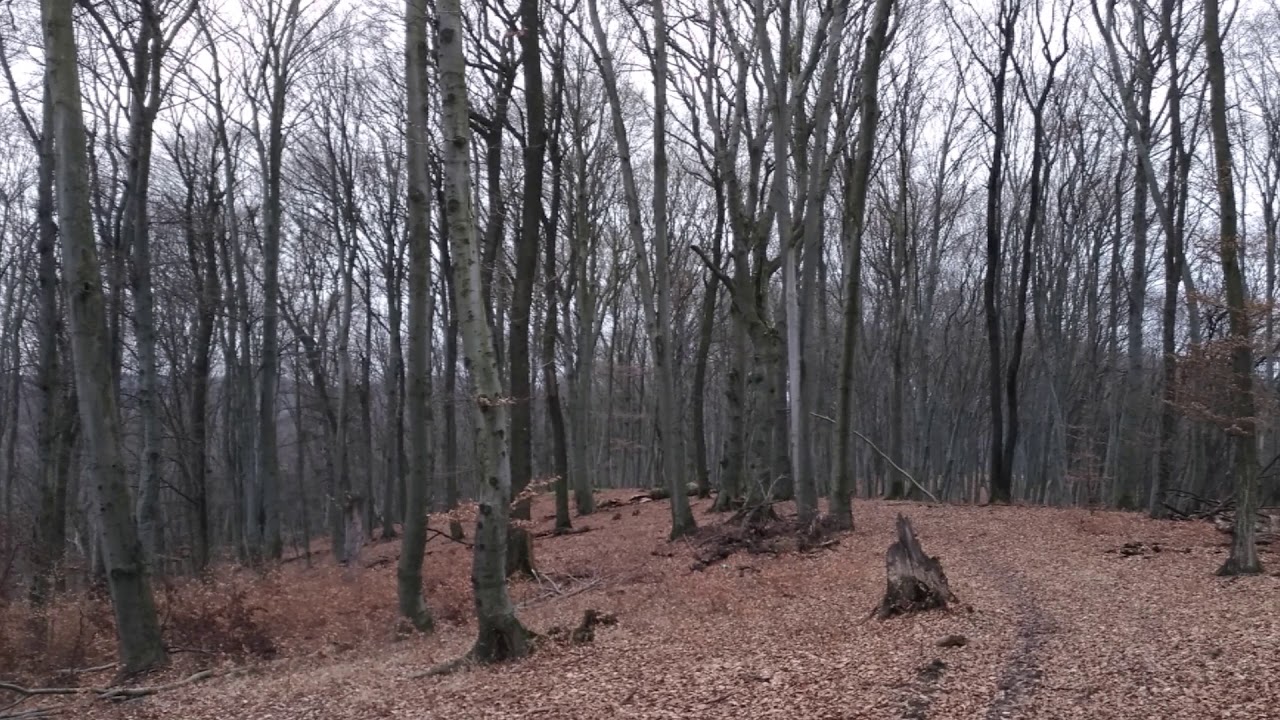 Nou Săsesc, Neudorf bei Schäßburg, Apaújfalu, on February 7, 2021