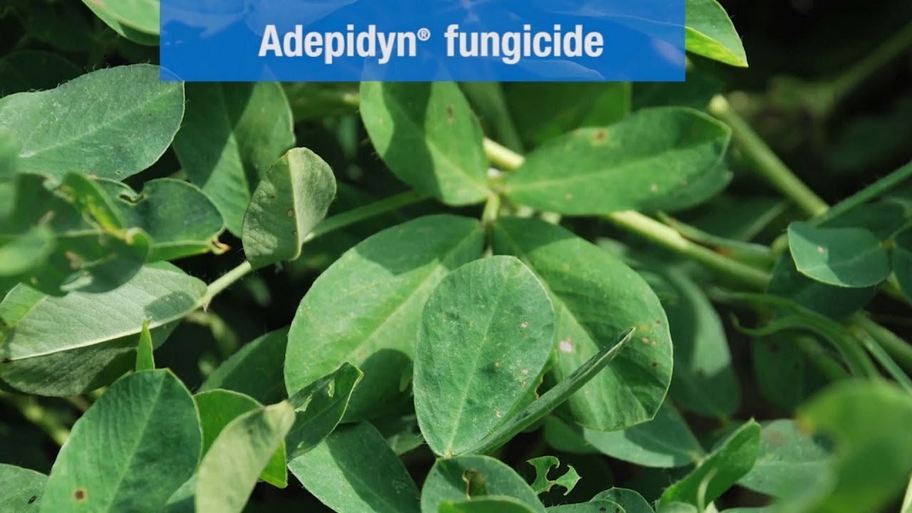 Miravis Fungicide: Exceptional Leaf Spot Control