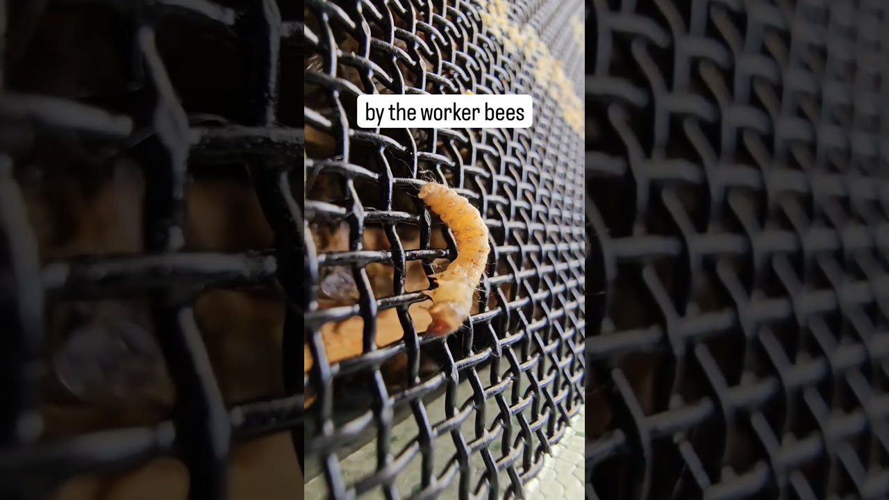 A Wax Moth Larvae #bees #beehives #waxmoth #nature #creepycrawly #creepycrawlies