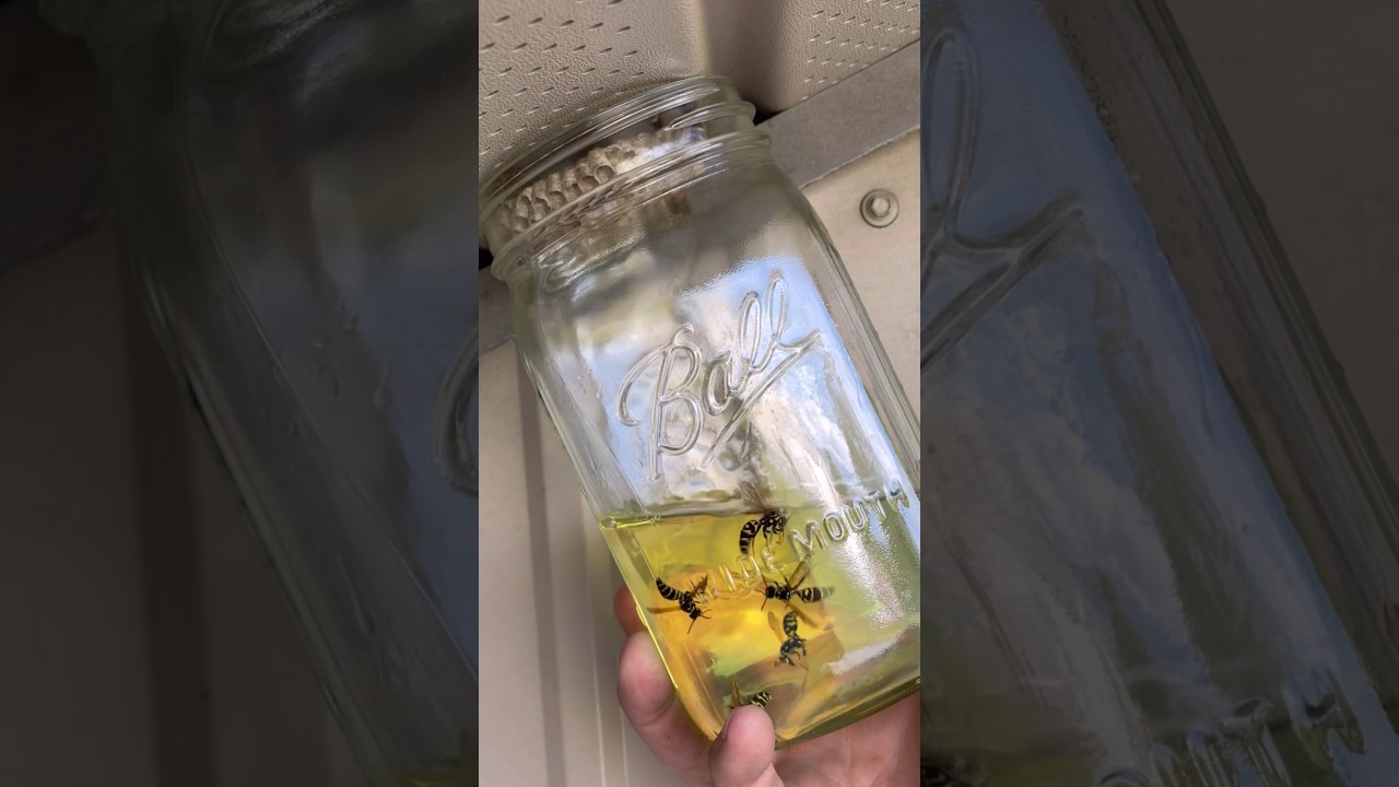 Tried this New Trend to Get Rid of Wasps