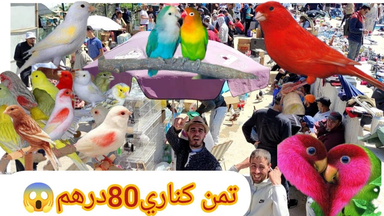 أصبحت أتمنة طيور بطنجة مؤسفة🦜🐦بيروس25دهم وكناري بيض100درهم😱😱😱