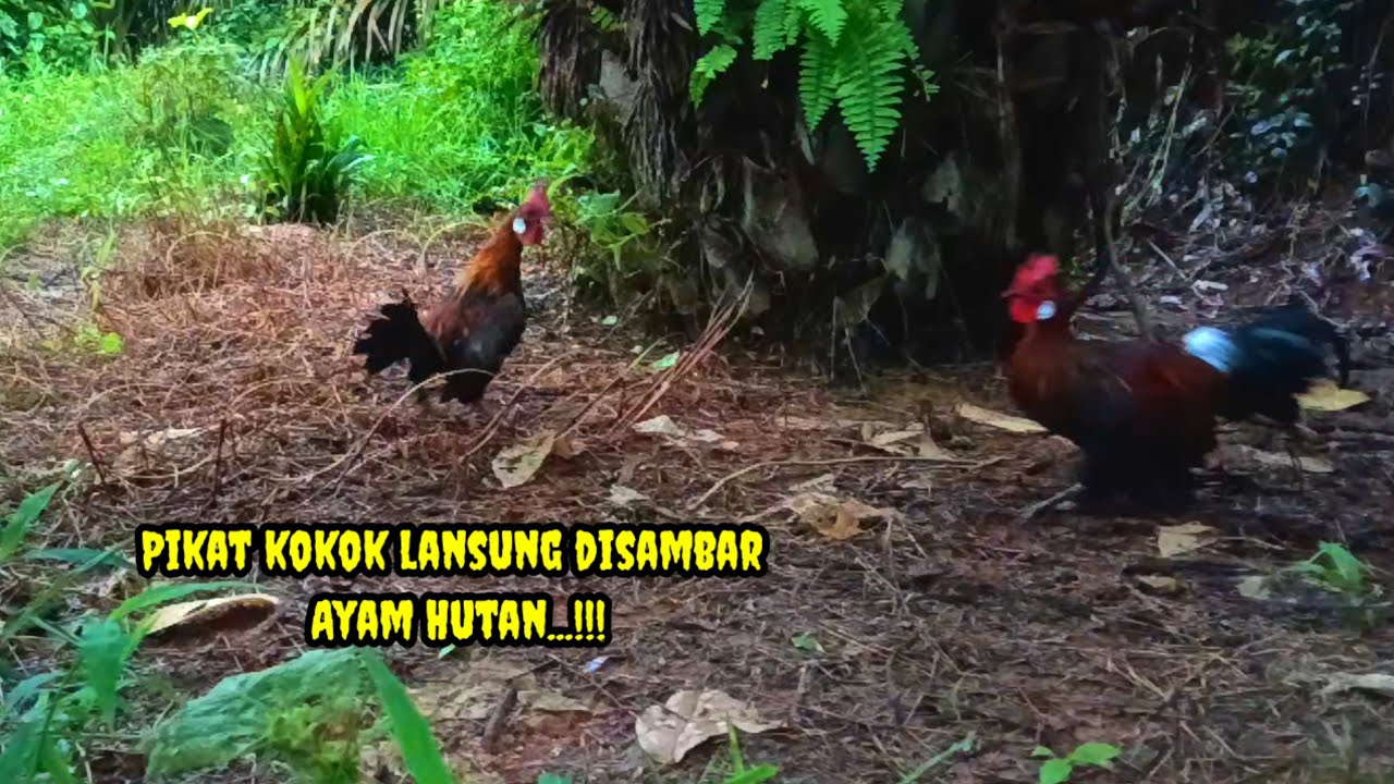 SATU KALI KOKOK PIKAT DI SAMBAR AYAM HUTAN